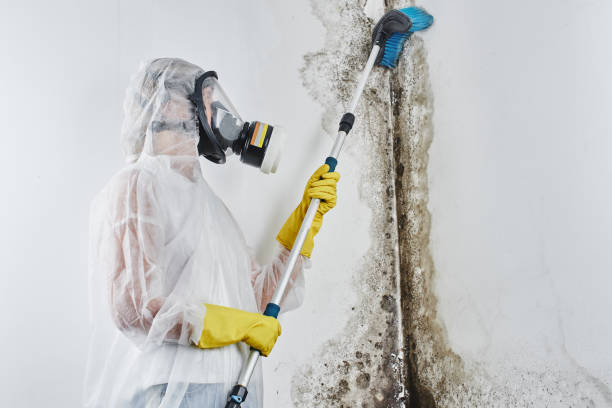 Why You Should Choose Our Mold Remediation Services in Munster, IN